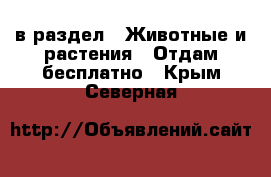 в раздел : Животные и растения » Отдам бесплатно . Крым,Северная